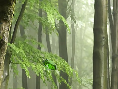 Mystic Sunset Forest