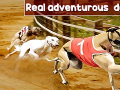 Crazy Dog Racing Game 2020